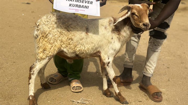 Afrika Küçükbaş Kurban Koç