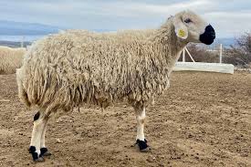 Yurtiçi Küçükbaş Kurban